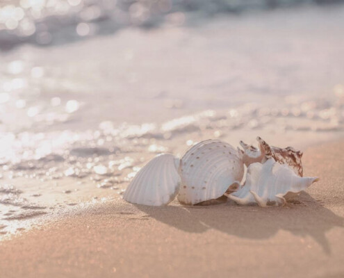 Seashells rest on the sandy shoreline as gentle waves wash in under. If you're in the process of finding yourself, explore our blog on how young adult therapy in Medford, NJ can support you. 