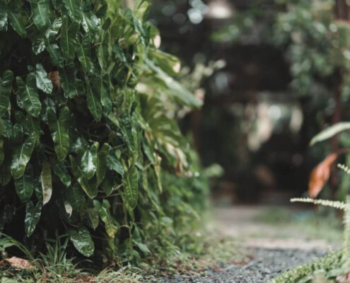 A lush, green garden pathway lined with leafy plants after a light rain. Representing how adulthood & identity is like your own personal garden. To learn how to get started with a young adult therapist in Medford, NJ, read our blog. 