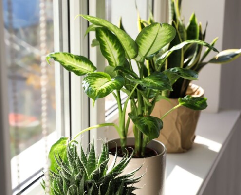 Indoor houseplants sitting on a windowsill in natural sunlight, creating a calm, relaxing home atmosphere