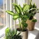 Indoor houseplants sitting on a windowsill in natural sunlight. If you are looking for a Medford therapist, we offer personalized support at Mindful Soul. Learn how to start your healing journey today.